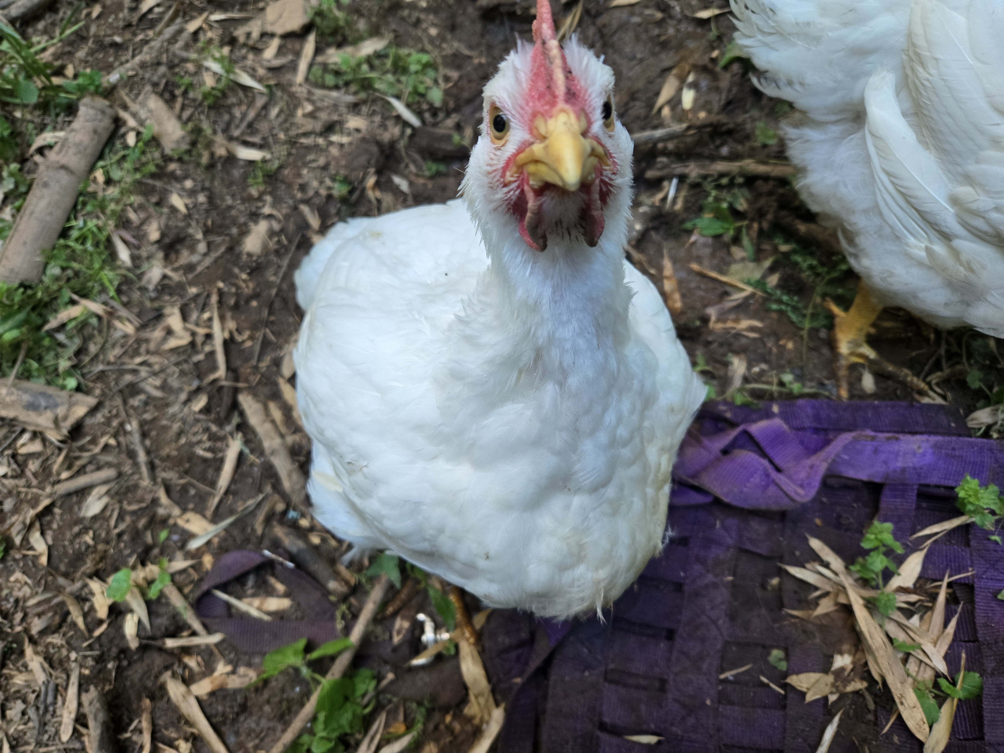 chicken