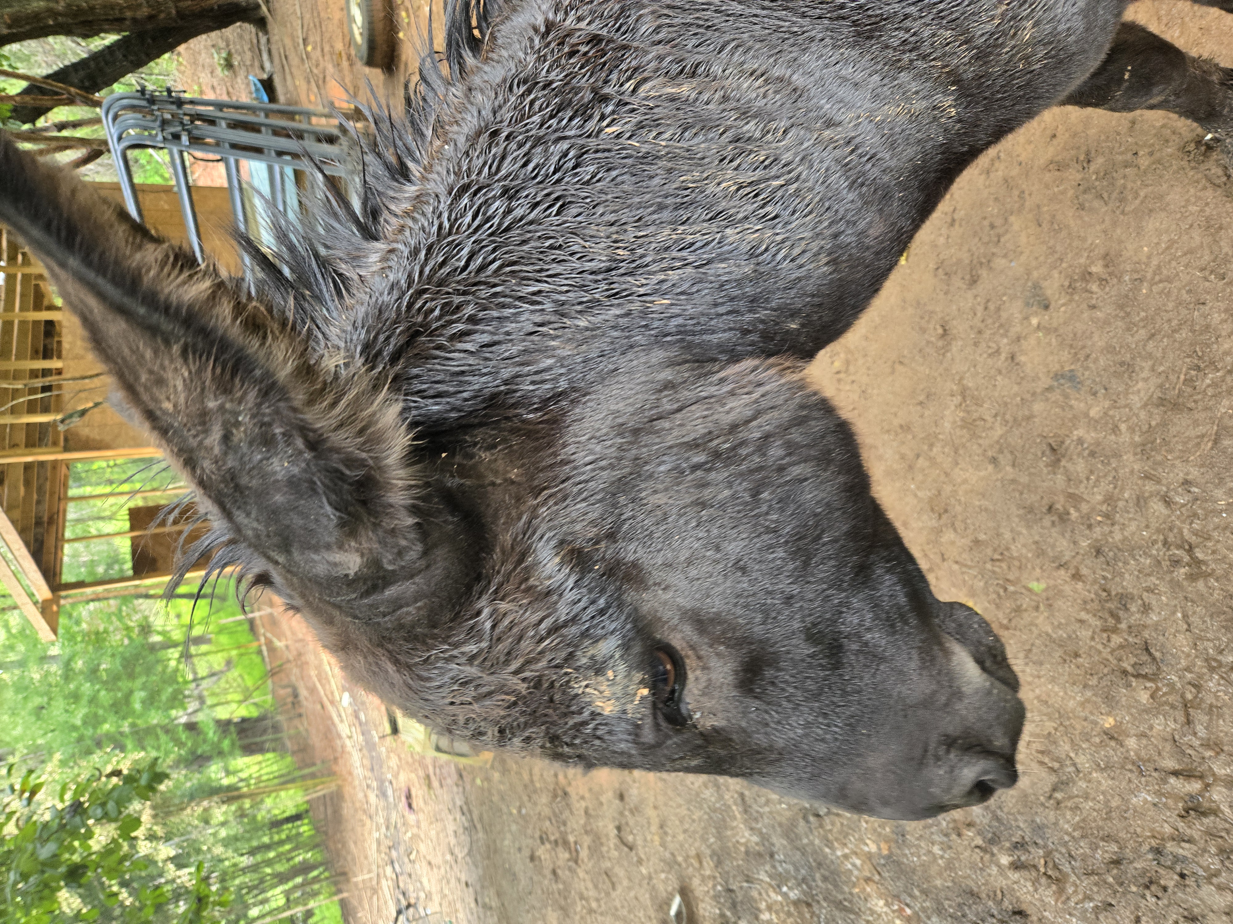 donkey