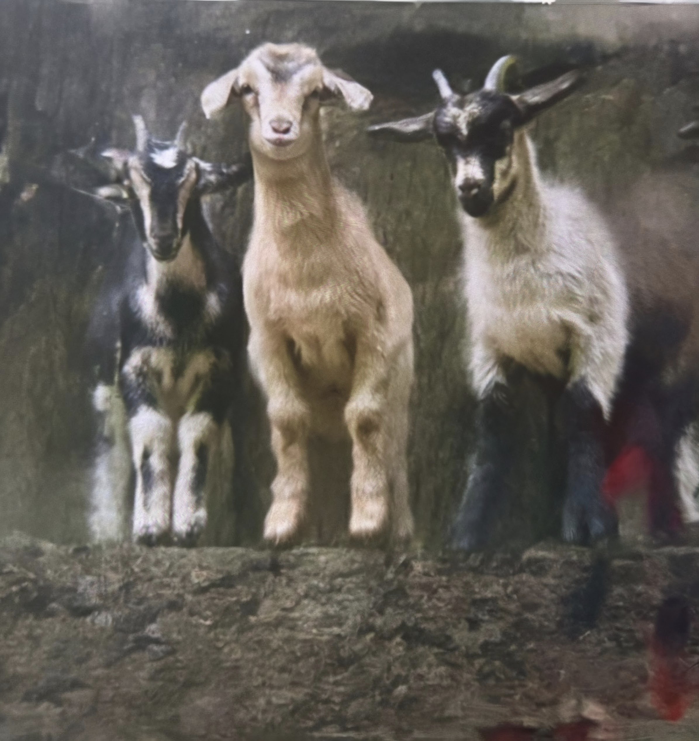 goats