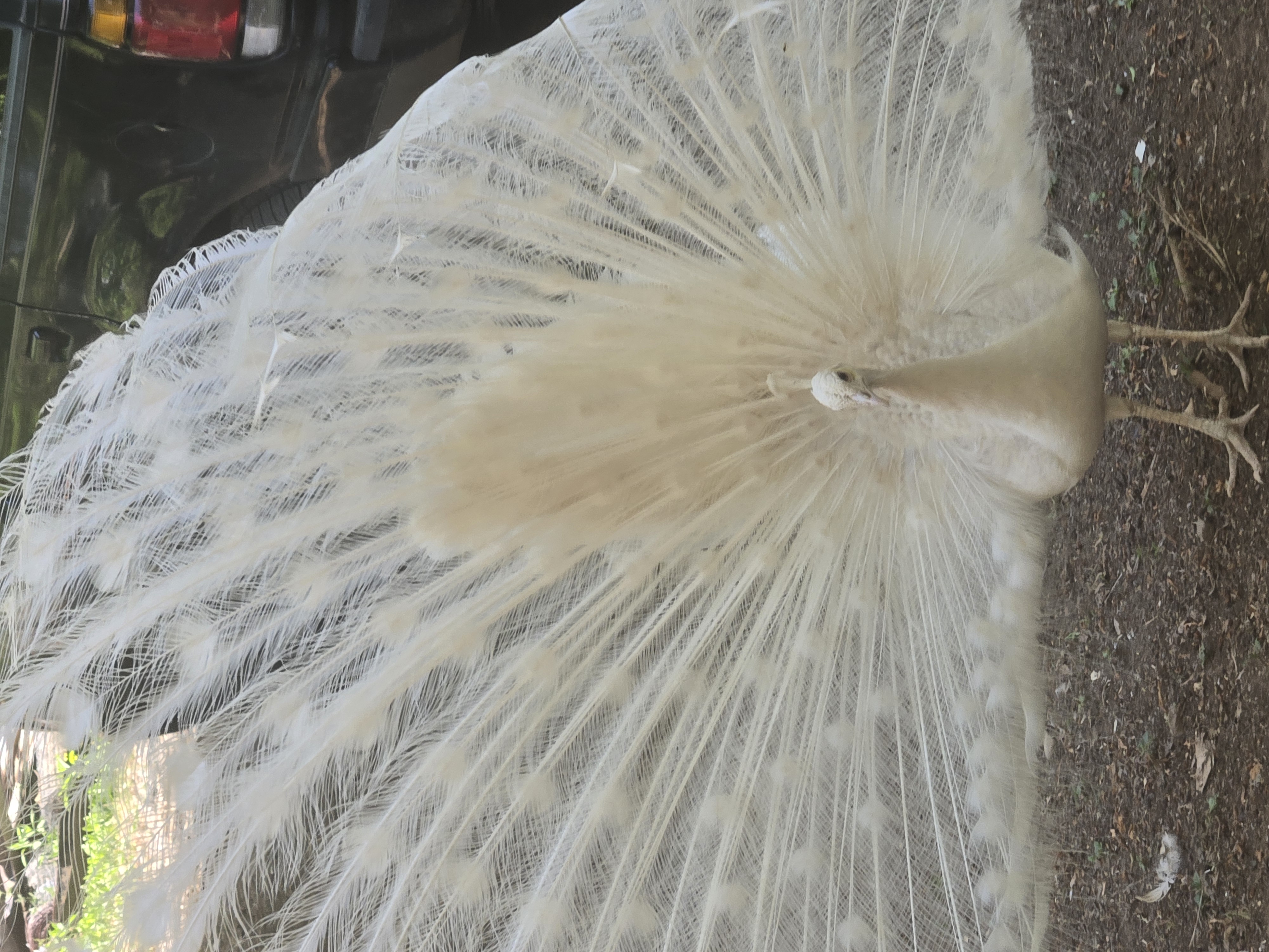 peacock