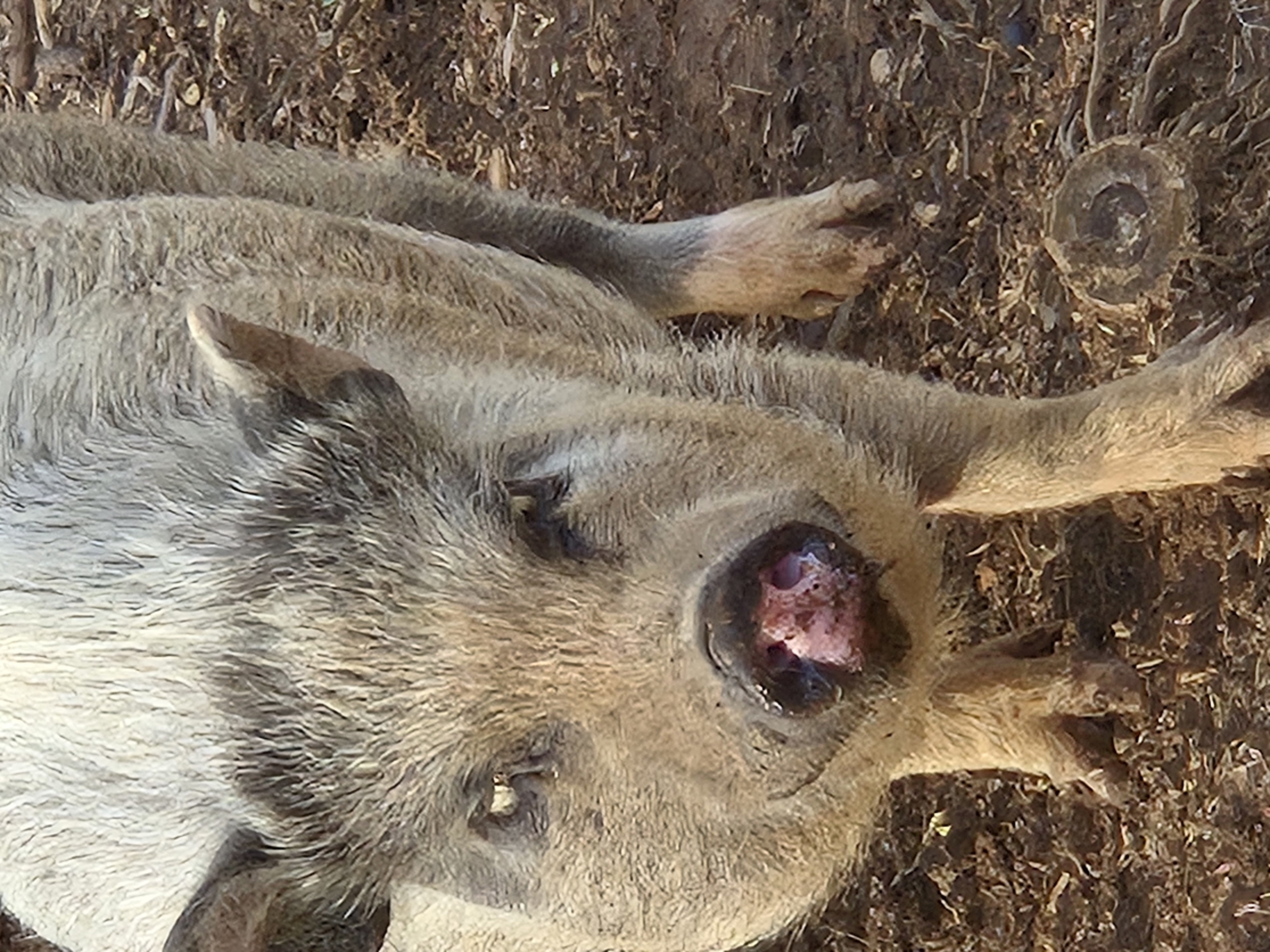 pig